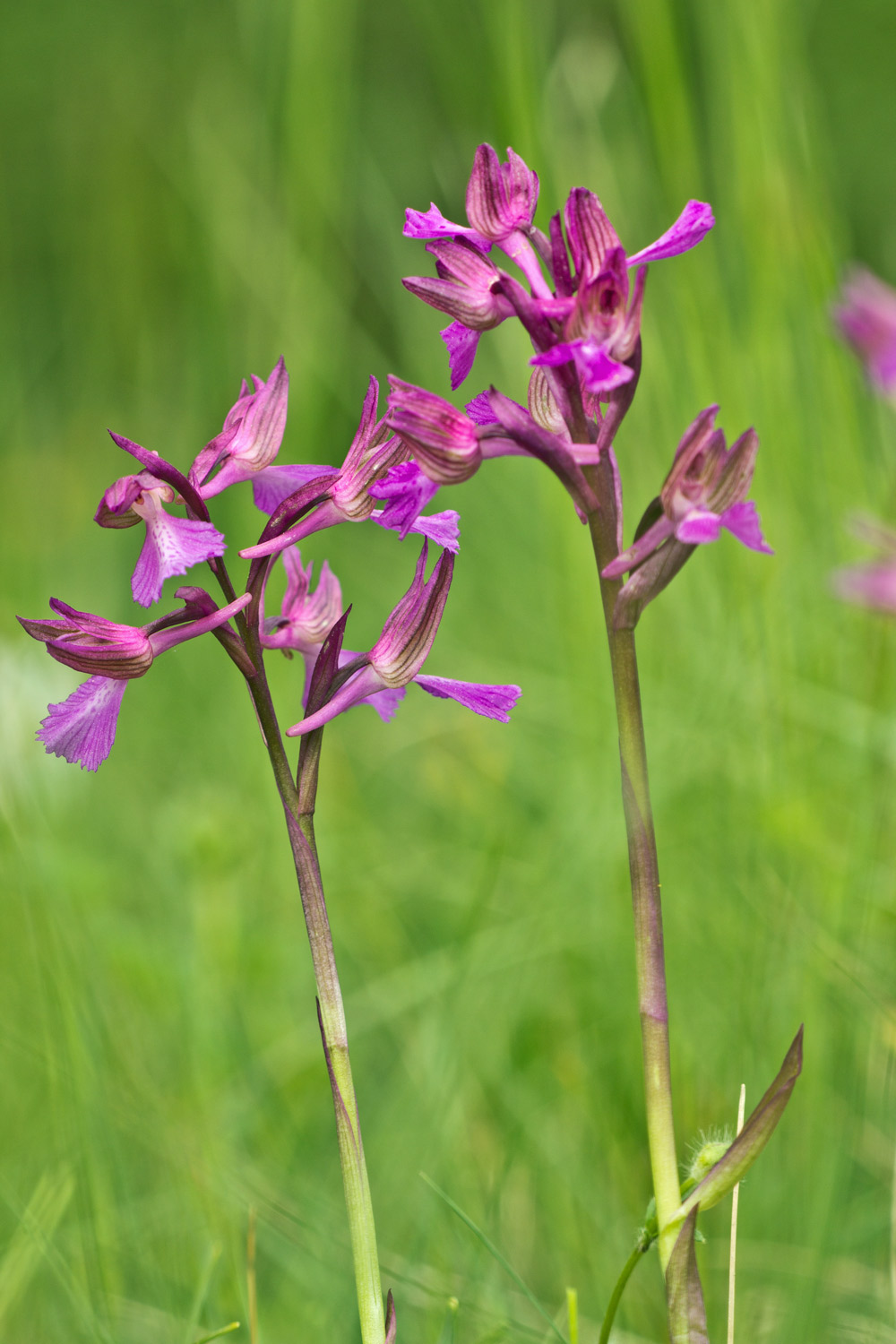 Anacamptis x gennarii (Rchb. F.) Kretz., Eccarius & Dietr.